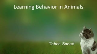 Learning Behavior in Animals
Tahaa Saeed
 
