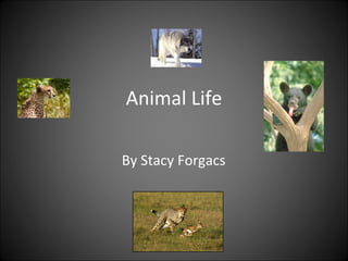 Animal Life By Stacy Forgacs 