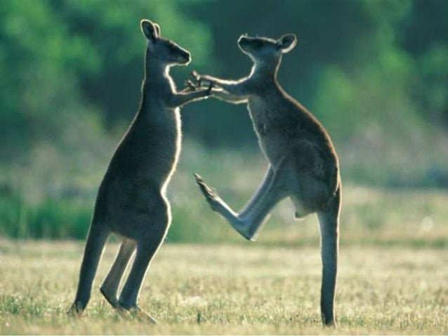 Download Funny Animals Life Channel Background