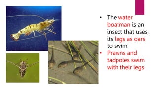 Animal Life Class 5 CBSE Science OrientBlackSwan.pptx