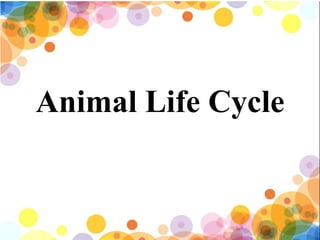 Animal Life Cycle
 