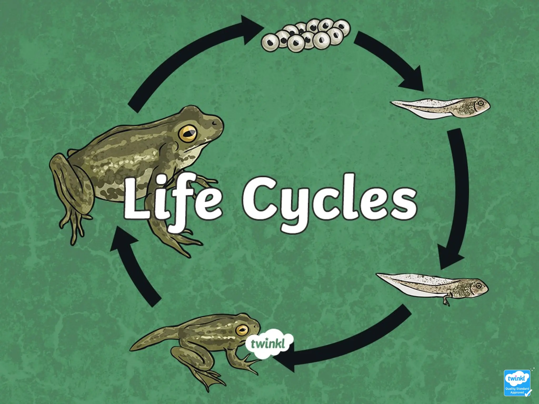 Life Cycle of an Amphibian Year 5: Fun Facts and Easy Learning