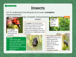 Insects
LO: To understand the lifecycle of an insect (complete
metamorphosis).
Most insects undergo complete metamorphosis. This involves 4 main
stages: Eggs are
laid by
the
female
insect.
The eggs hatch into
larva. The larva look
nothing like the
adult. This varies
depending on
species. Common
forms are
caterpillars,
maggots, grubs.
The adult
breaks out of
the pupa and
matures.
Insects:
• hatch from eggs
• some look like parents
and shed skin as grow
• some go through
metamorphosis young
and adult are
different.
The pupa is formed when
the larva moults for the last
time. Pupa have a hard
protective coating and are
often camouflaged. The larva
transforms completely inside
the pupa.
Photo courtesy of Strange Ones, Eran Finkle and Sandy_R (@flickr.com) - granted under creative commons licence – attribution
Back to contents
Start
 