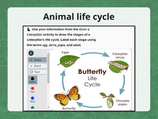 Animal life cycle
 