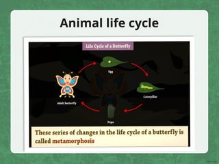 Animal life cycle
 