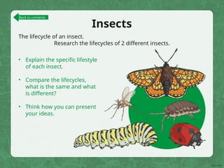 Insects
The lifecycle of an insect.
Research the lifecycles of 2 different insects.
• Explain the specific lifestyle
of each insect.
• Compare the lifecycles,
what is the same and what
is different?
• Think how you can present
your ideas.
Back to contents
 