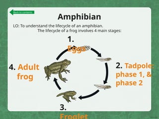 Amphibian
LO: To understand the lifecycle of an amphibian.
The lifecycle of a frog involves 4 main stages:
Back to contents
1.
Eggs
4. Adult
frog
3.
2. Tadpole:
phase 1, &
phase 2
 