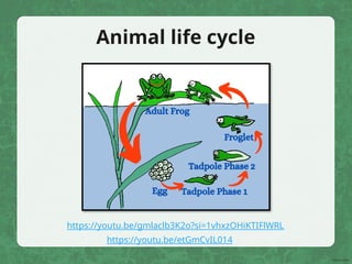 https://youtu.be/etGmCvIL014
https://youtu.be/gmlaclb3K2o?si=1vhxzOHiKTIFlWRL
Animal life cycle
 
