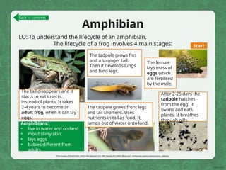 Amphibian
LO: To understand the lifecycle of an amphibian.
The lifecycle of a frog involves 4 main stages:
The female
lays mass of
eggs which
are fertilised
by the male.
After 2-25 days the
tadpole hatches
from the egg. It
swims and eats
plants. It breathes
through gills.
The tadpole grows front legs
and tail shortens. Uses
nutrients in tail as food. It
jumps out of water onto land.
Amphibians:
• live in water and on land
• moist slimy skin
• lays eggs
• babies different from
adults
The tadpole grows fins
and a stronger tail.
Then it develops lungs
and hind legs.
The tail disappears and it
starts to eat insects
instead of plants. It takes
2-4 years to become an
adult frog, when it can lay
eggs.
Photo courtesy of Richard.Fisher, Anthony Masi, Benimoto, born 1945, Beckwith-Zink (Diane) (@flickr.com) - granted under creative commons licence – attribution
Start
Back to contents
 