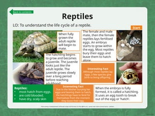 Reptiles
LO: To understand the life cycle of a reptile.
The female and male
mate, then the female
reptiles lays fertilised
eggs. An embryo
starts to grow within
the egg. Most reptiles
bury their eggs and
leave them to hatch
alone.
Reptiles:
• most hatch from eggs.
• are cold blooded.
• have dry, scaly skin
Photo courtesy of vastateparksstaff, EraPhernalia Vintage, MyFWCmedia, Eric Kilby (@flickr.com) - granted under creative commons licence – attribution
When the embryo is fully
formed, it is called a hatchling.
It uses an egg tooth to break
out of the egg or ‘hatch’.
The hatchling begins
to grow and becomes
a juvenile. The juvenile
looks just like the
adult reptile. The
juvenile grows slowly
over a long period
before reaching
adulthood.
When fully
grown the
adult reptile
will begin to
mate.
Interesting Fact
Although most reptiles lay
eggs, a few species give
birth to living offspring.
Interesting Fact
Due to the Mother burying her
eggs and leaving them to hatch,
the hatchlings have to fend for
themselves from the moment
they leave their egg.
Back to contents
Start
 