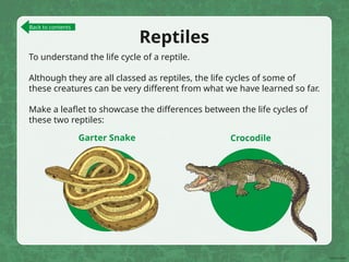 Reptiles
To understand the life cycle of a reptile.
Although they are all classed as reptiles, the life cycles of some of
these creatures can be very different from what we have learned so far.
Make a leaflet to showcase the differences between the life cycles of
these two reptiles:
Garter Snake Crocodile
Back to contents
 