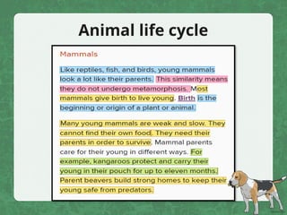 Animal life cycle
 