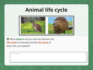 Animal life cycle
 