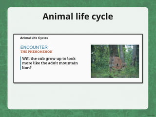 Animal life cycle
 