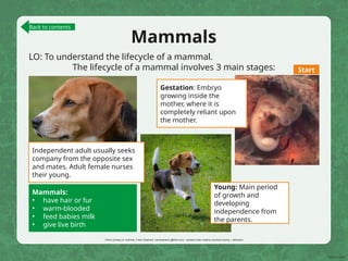 Mammals
LO: To understand the lifecycle of a mammal.
The lifecycle of a mammal involves 3 main stages:
Gestation: Embryo
growing inside the
mother, where it is
completely reliant upon
the mother.
Young: Main period
of growth and
developing
independence from
the parents.
Independent adult usually seeks
company from the opposite sex
and mates. Adult female nurses
their young.
Mammals:
• have hair or fur
• warm-blooded
• feed babies milk
• give live birth
Photo courtesy of euthman, Frank Shepherd, camerashake (@flickr.com) - granted under creative commons licence – attribution
Back to contents
Start
 