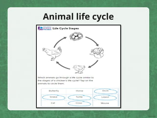 Animal life cycle
 