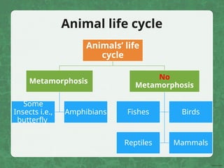 Animals’ life
cycle
Metamorphosis
Some
Insects i.e.,
butterfly
Amphibians
No
Metamorphosis
Fishes Birds
Reptiles Mammals
Animal life cycle
 