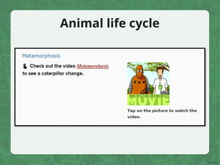 Animal life cycle
 