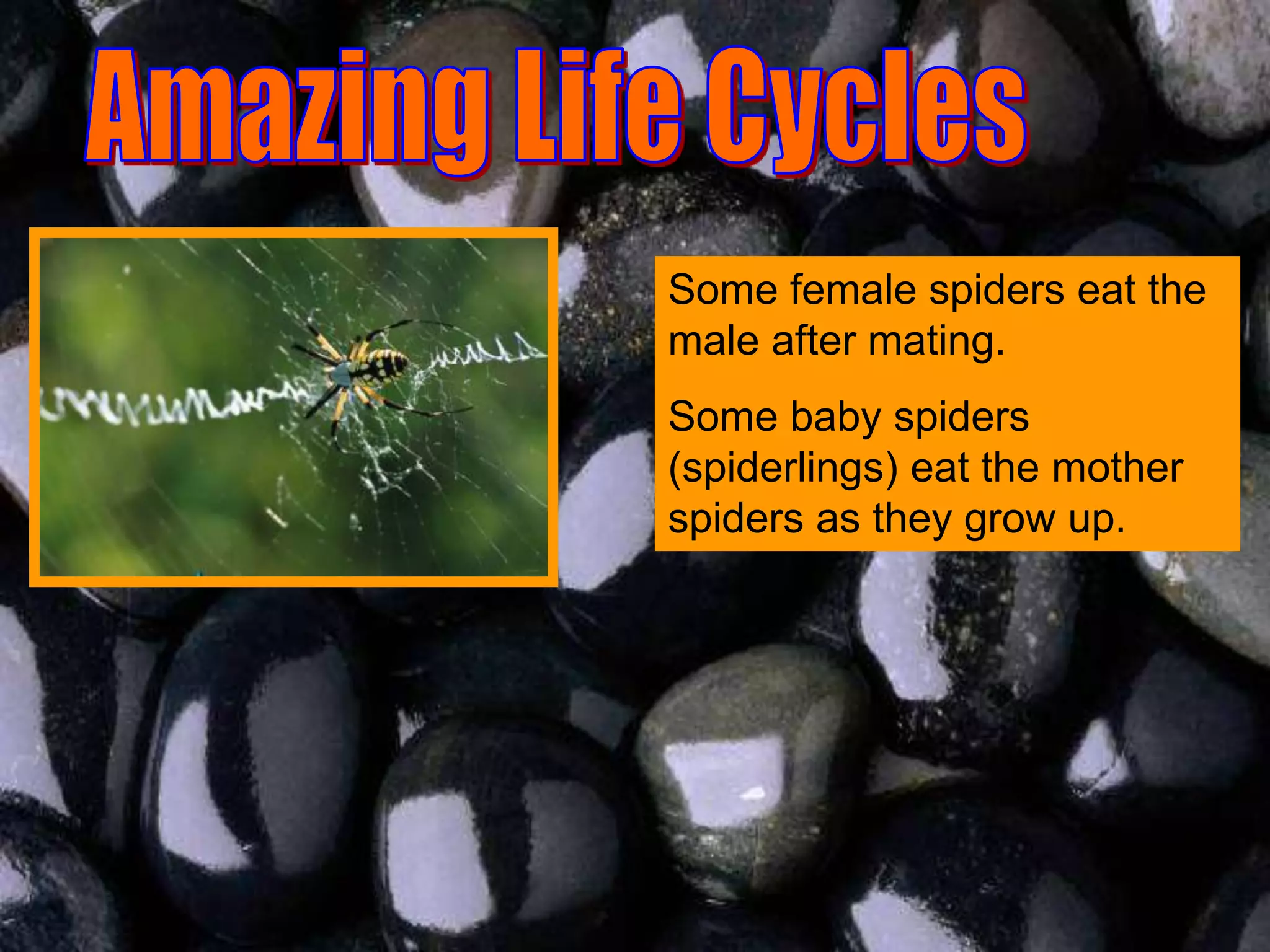 Some female spiders eat the
male after mating.
Some baby spiders
(spiderlings) eat the mother
spiders as they grow up.