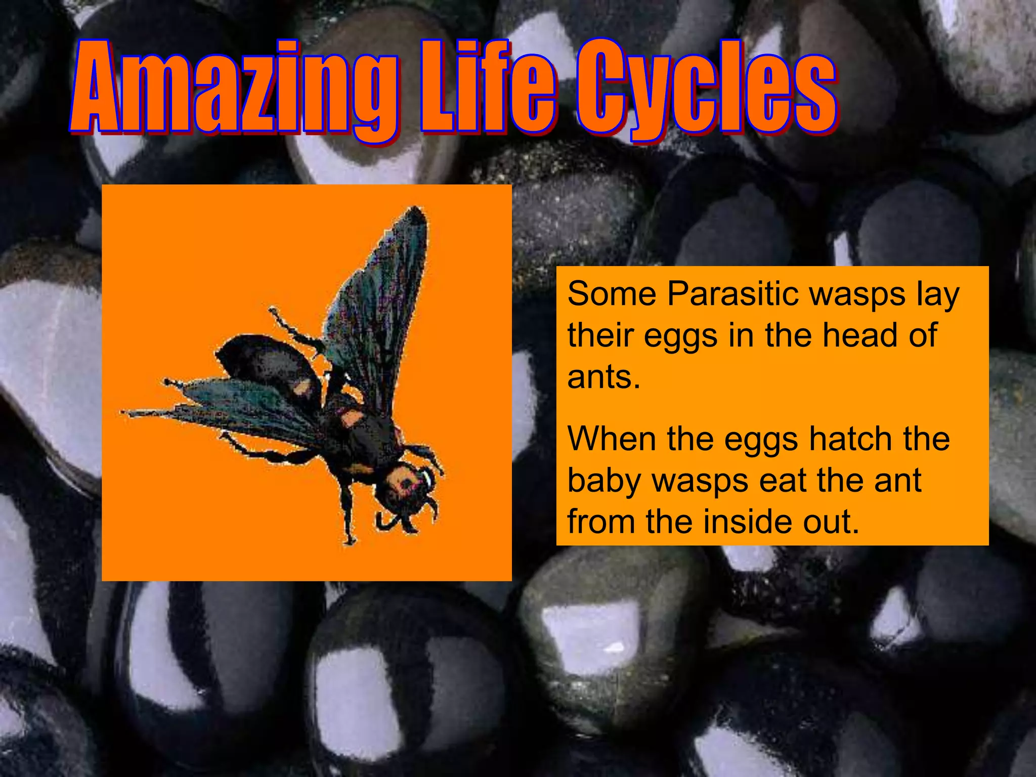 Some Parasitic wasps lay
their eggs in the head of
ants.
When the eggs hatch the
baby wasps eat the ant
from the inside out.