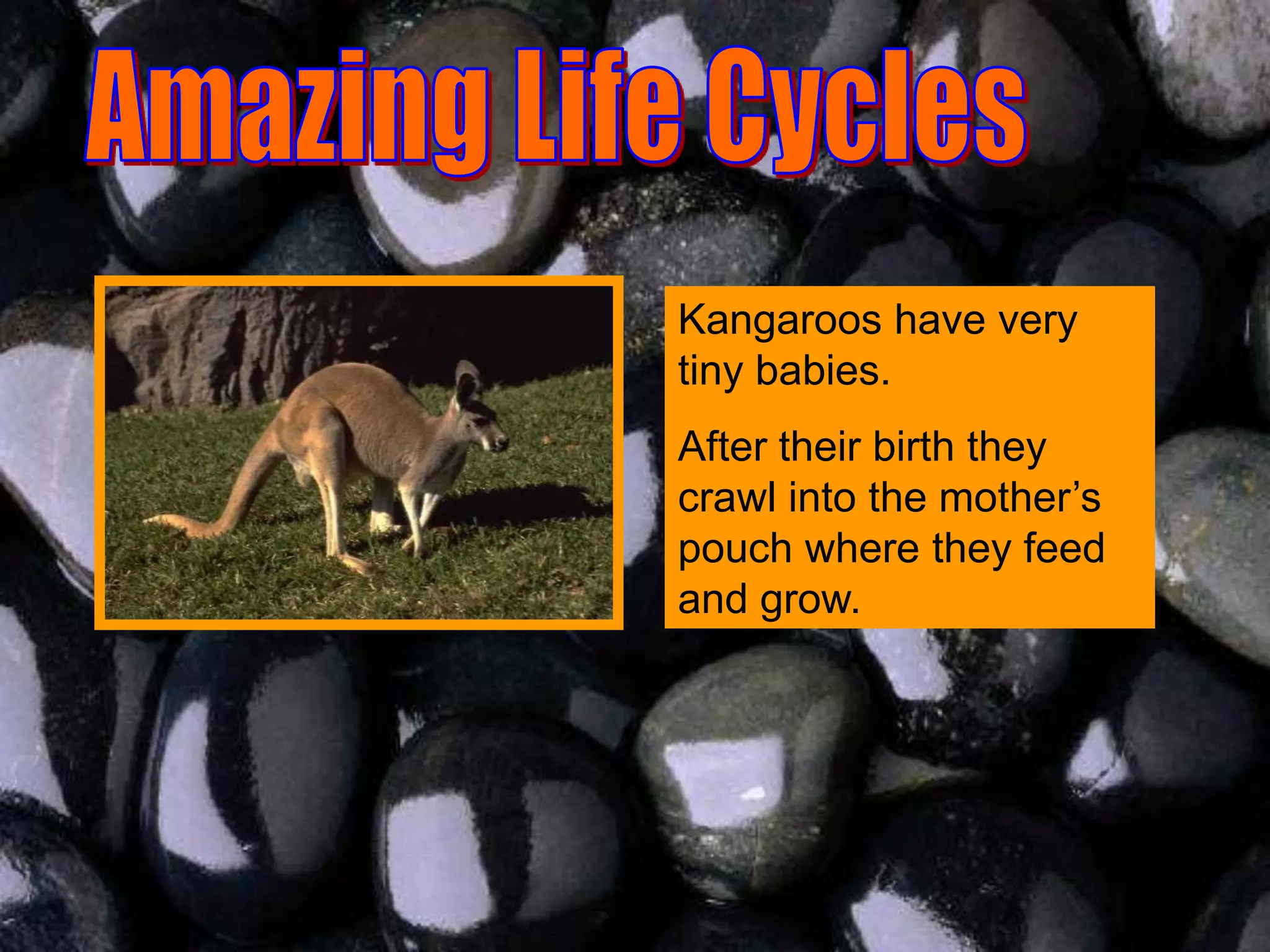 Kangaroos have very
tiny babies.
After their birth they
crawl into the mother’s
pouch where they feed
and grow.