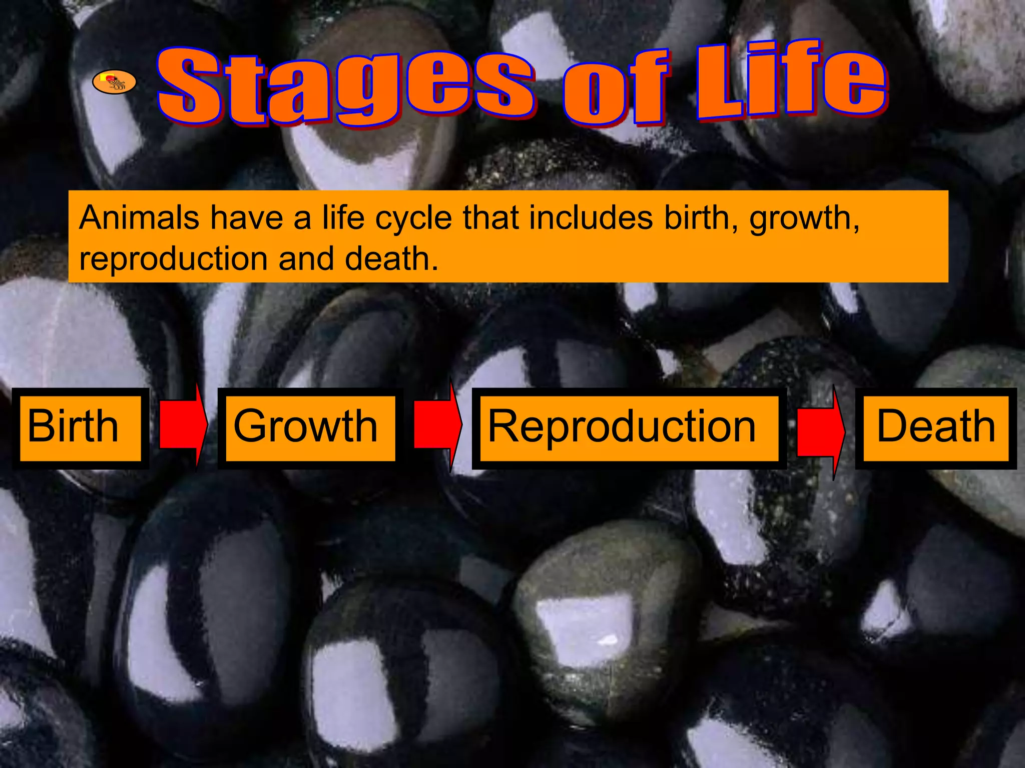 Animals have a life cycle that includes birth, growth,
reproduction and death.
Birth Growth Reproduction Death