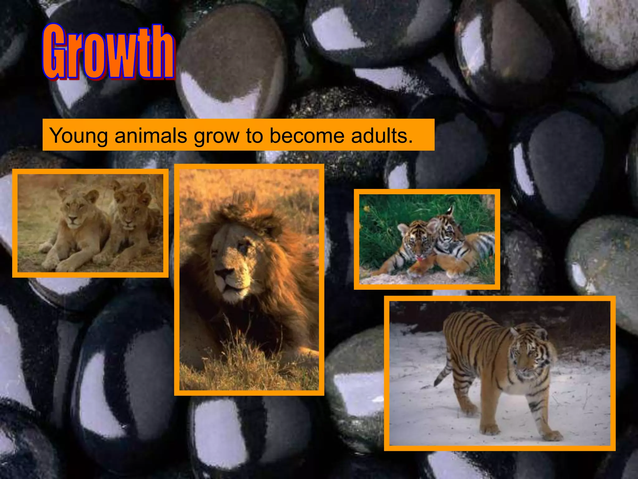 Young animals grow to become adults.