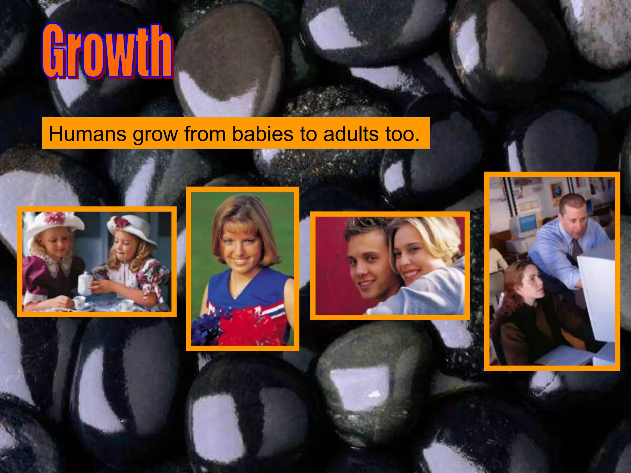 Humans grow from babies to adults too.