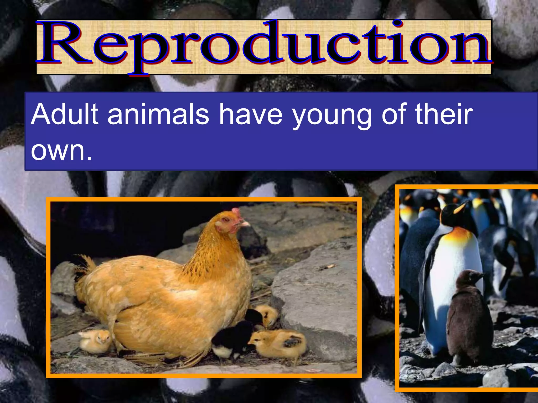 Adult animals have young of their
own.