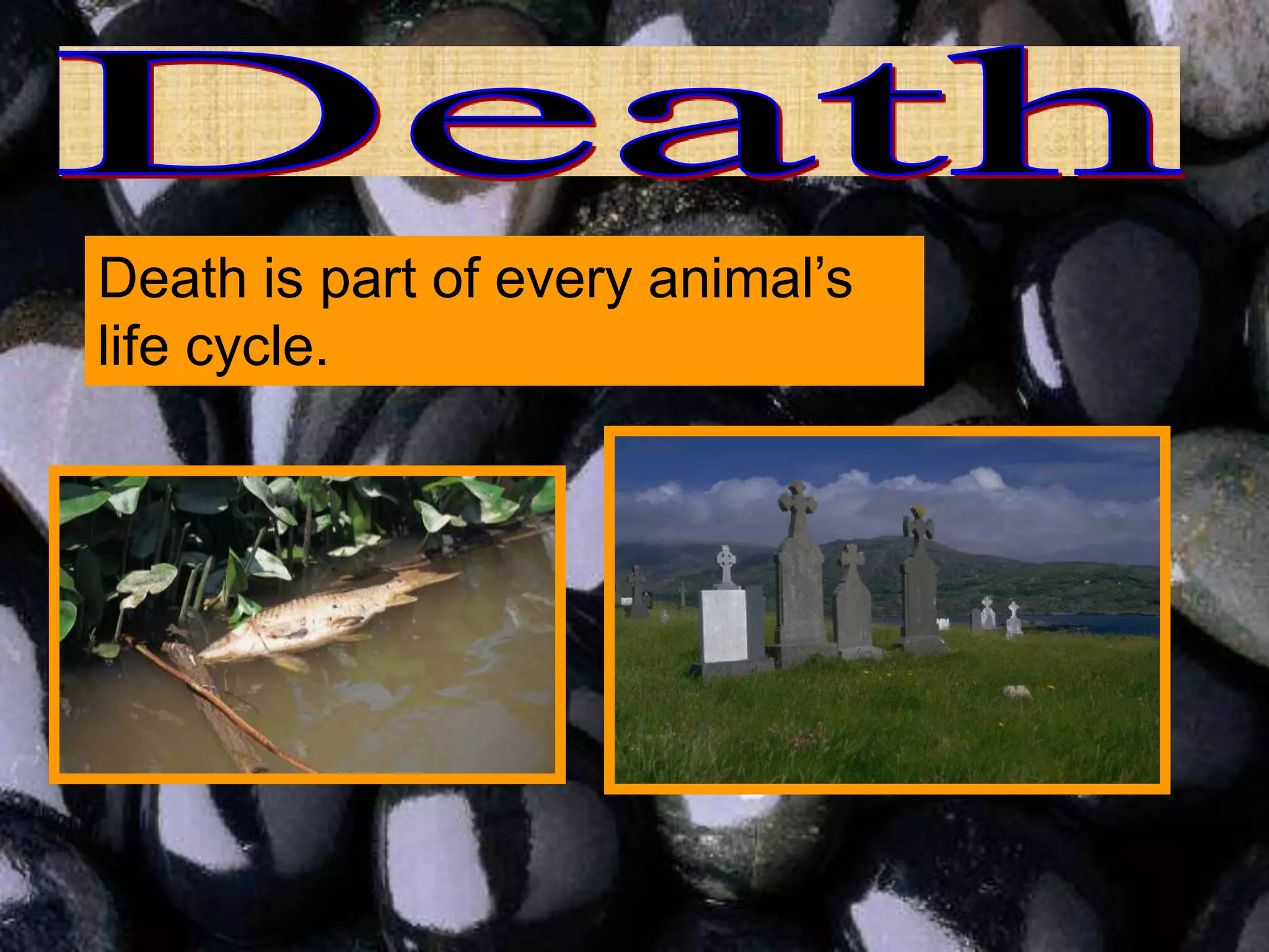 Death is part of every animal’s
life cycle.