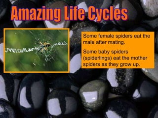 Some female spiders eat the
male after mating.
Some baby spiders
(spiderlings) eat the mother
spiders as they grow up.
 