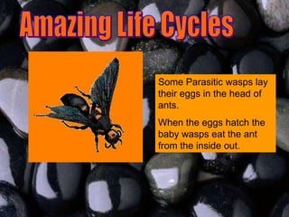 Some Parasitic wasps lay
their eggs in the head of
ants.
When the eggs hatch the
baby wasps eat the ant
from the inside out.
 