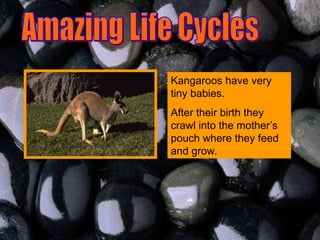 Kangaroos have very
tiny babies.
After their birth they
crawl into the mother’s
pouch where they feed
and grow.
 