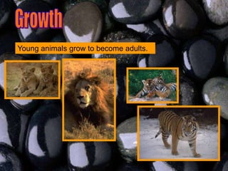Young animals grow to become adults.
 