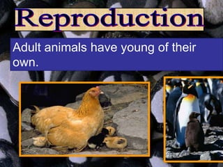 Adult animals have young of their
own.
 