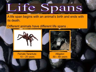 A life span begins with an animal’s birth and ends with
its death.
Different animals have different life spans .




       Female Tarantula:           Alligator:
         10 – 20 years           50 – 60 years
 
