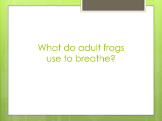 What do adult frogs
use to breathe?