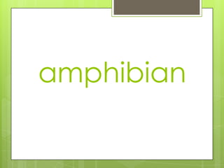 amphibian