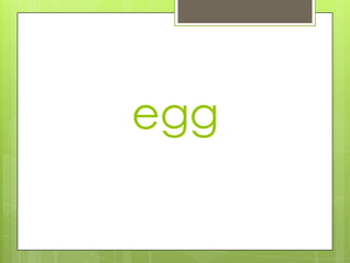 egg