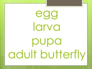 egg
larva
pupa
adult butterfly