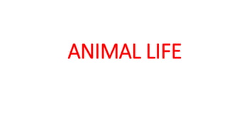 ANIMAL LIFE
 