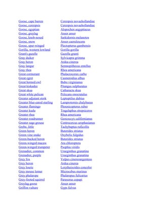 Goose, cape barren
Goose, cereopsis
Goose, egyptian
Goose, greylag
Goose, knob-nosed
Goose, snow
Goose, spur-winged
Gorilla, western lowland
Grant's gazelle
Gray duiker
Gray heron
Gray langur
Gray rhea
Great cormorant
Great egret
Great horned owl
Great kiskadee
Great skua
Great white pelican
Greater adjutant stork
Greater blue-eared starling
Greater flamingo
Greater kudu
Greater rhea
Greater roadrunner
Greater sage grouse
Grebe, little
Green heron
Green vine snake
Green-backed heron
Green-winged macaw
Green-winged trumpeter
Grenadier, common
Grenadier, purple
Grey fox
Grey heron
Grey lourie
Grey mouse lemur
Grey phalarope
Grey-footed squirrel
Greylag goose
Griffon vulture

Cereopsis novaehollandiae
Cereopsis novaehollandiae
Alopochen aegyptiacus
Anser anser
Sarkidornis melanotos
Anser caerulescens
Plectopterus gambensis
Gorilla gorilla
Gazella granti
Sylvicapra grimma
Ardea cinerea
Semnopithecus entellus
Rhea americana
Phalacrocorax carbo
Casmerodius albus
Bubo virginianus
Pitangus sulphuratus
Catharacta skua
Pelecans onocratalus
Leptoptilus dubius
Lamprotornis chalybaeus
Phoenicopterus ruber
Tragelaphus strepsiceros
Rhea americana
Geococcyx californianus
Centrocercus urophasianus
Tachybaptus ruficollis
Butorides striatus
Oxybelis fulgidus
Butorides striatus
Ara chloroptera
Psophia viridis
Uraeginthus granatina
Uraeginthus granatina
Vulpes cinereoargenteus
Ardea cinerea
Lorythaixoides concolor
Microcebus murinus
Phalaropus fulicarius
Paraxerus cepapi
Anser anser
Gyps fulvus

 