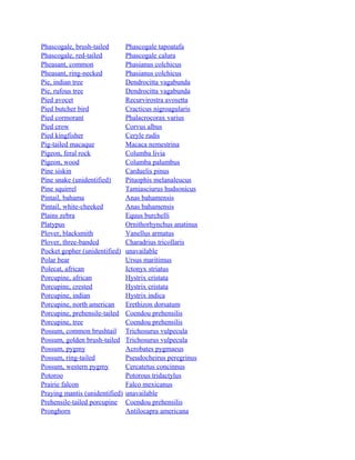 Phascogale, brush-tailed
Phascogale, red-tailed
Pheasant, common
Pheasant, ring-necked
Pie, indian tree
Pie, rufous tree
Pied avocet
Pied butcher bird
Pied cormorant
Pied crow
Pied kingfisher
Pig-tailed macaque
Pigeon, feral rock
Pigeon, wood
Pine siskin
Pine snake (unidentified)
Pine squirrel
Pintail, bahama
Pintail, white-cheeked
Plains zebra
Platypus
Plover, blacksmith
Plover, three-banded
Pocket gopher (unidentified)
Polar bear
Polecat, african
Porcupine, african
Porcupine, crested
Porcupine, indian
Porcupine, north american
Porcupine, prehensile-tailed
Porcupine, tree
Possum, common brushtail
Possum, golden brush-tailed
Possum, pygmy
Possum, ring-tailed
Possum, western pygmy
Potoroo
Prairie falcon
Praying mantis (unidentified)
Prehensile-tailed porcupine
Pronghorn

Phascogale tapoatafa
Phascogale calura
Phasianus colchicus
Phasianus colchicus
Dendrocitta vagabunda
Dendrocitta vagabunda
Recurvirostra avosetta
Cracticus nigroagularis
Phalacrocorax varius
Corvus albus
Ceryle rudis
Macaca nemestrina
Columba livia
Columba palumbus
Carduelis pinus
Pituophis melanaleucus
Tamiasciurus hudsonicus
Anas bahamensis
Anas bahamensis
Equus burchelli
Ornithorhynchus anatinus
Vanellus armatus
Charadrius tricollaris
unavailable
Ursus maritimus
Ictonyx striatus
Hystrix cristata
Hystrix cristata
Hystrix indica
Erethizon dorsatum
Coendou prehensilis
Coendou prehensilis
Trichosurus vulpecula
Trichosurus vulpecula
Acrobates pygmaeus
Pseudocheirus peregrinus
Cercatetus concinnus
Potorous tridactylus
Falco mexicanus
unavailable
Coendou prehensilis
Antilocapra americana

 