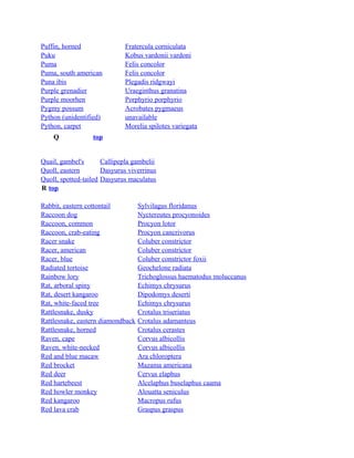 Puffin, horned
Puku
Puma
Puma, south american
Puna ibis
Purple grenadier
Purple moorhen
Pygmy possum
Python (unidentified)
Python, carpet
Q

Fratercula corniculata
Kobus vardonii vardoni
Felis concolor
Felis concolor
Plegadis ridgwayi
Uraeginthus granatina
Porphyrio porphyrio
Acrobates pygmaeus
unavailable
Morelia spilotes variegata

top

Quail, gambel's
Callipepla gambelii
Quoll, eastern
Dasyurus viverrinus
Quoll, spotted-tailed Dasyurus maculatus
R top
Rabbit, eastern cottontail
Raccoon dog
Raccoon, common
Raccoon, crab-eating
Racer snake
Racer, american
Racer, blue
Radiated tortoise
Rainbow lory
Rat, arboral spiny
Rat, desert kangaroo
Rat, white-faced tree
Rattlesnake, dusky
Rattlesnake, eastern diamondback
Rattlesnake, horned
Raven, cape
Raven, white-necked
Red and blue macaw
Red brocket
Red deer
Red hartebeest
Red howler monkey
Red kangaroo
Red lava crab

Sylvilagus floridanus
Nyctereutes procyonoides
Procyon lotor
Procyon cancrivorus
Coluber constrictor
Coluber constrictor
Coluber constrictor foxii
Geochelone radiata
Trichoglossus haematodus moluccanus
Echimys chrysurus
Dipodomys deserti
Echimys chrysurus
Crotalus triseriatus
Crotalus adamanteus
Crotalus cerastes
Corvus albicollis
Corvus albicollis
Ara chloroptera
Mazama americana
Cervus elaphus
Alcelaphus buselaphus caama
Alouatta seniculus
Macropus rufus
Graspus graspus

 