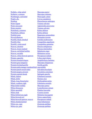 Wallaby, whip-tailed
Wallaroo, common
Wambenger, red-tailed
Wapiti, elk,
Warthog
Water legaan
Water moccasin
Water monitor
Waterbuck, common
Waterbuck, defassa
Wattled crane
Waved albatross
Waxbill, black-cheeked
Waxbill, blue
Waxbill, violet-eared
Weaver, chestnut
Weaver, lesser masked
Weaver, red-billed buffalo
Weaver, sociable
Weaver, white-browed sparrow
Weeper capuchin
Western bearded dragon
Western grey kangaroo
Western lowland gorilla
Western palm tanager (unidentified)
Western patch-nosed snake
Western pygmy possum
Western spotted skunk
Whale, baleen
Whale, killer
Whale, long-finned pilot
Whale, southern right
Whip-tailed wallaby
White rhinoceros
White spoonbill
White stork
White-bellied sea eagle
White-browed owl
White-browed sparrow weaver
White-cheeked pintail
White-eye, cape
White-eye, pale

Macropus parryi
Macropus robustus
Phascogale calura
Cervus canadensis
Phacochoerus aethiopus
Varanus salvator
Agkistrodon piscivorus
Varanus salvator
Kobus defassa
Kobus defassa
Bugeranus caruncalatus
Diomedea irrorata
Estrilda erythronotos
Uraeginthus angolensis
Uraeginthus granatina
Ploceus rubiginosus
Ploceus intermedius
Bubalornis niger
Philetairus socius
Plocepasser mahali
Cebus nigrivittatus
Amphibolurus barbatus
Macropus fuliginosus
Gorilla gorilla
unavailable
Salvadora hexalepis
Cercatetus concinnus
Spilogale gracilis
Eubalaena australis
Orcinus orca
Globicephala melas
Eubalaena australis
Macropus parryi
Ceratotherium simum
Platalea leucordia
Ciconia ciconia
Haliaetus leucogaster
Ninox superciliaris
Plocepasser mahali
Anas bahamensis
Zosterops pallidus
Zosterops pallidus

 