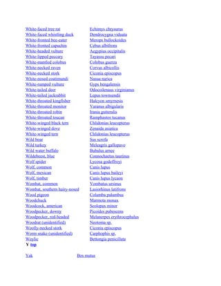 White-faced tree rat
White-faced whistling duck
White-fronted bee-eater
White-fronted capuchin
White-headed vulture
White-lipped peccary
White-mantled colobus
White-necked raven
White-necked stork
White-nosed coatimundi
White-rumped vulture
White-tailed deer
White-tailed jackrabbit
White-throated kingfisher
White-throated monitor
White-throated robin
White-throated toucan
White-winged black tern
White-winged dove
White-winged tern
Wild boar
Wild turkey
Wild water buffalo
Wildebeest, blue
Wolf spider
Wolf, common
Wolf, mexican
Wolf, timber
Wombat, common
Wombat, southern hairy-nosed
Wood pigeon
Woodchuck
Woodcock, american
Woodpecker, downy
Woodpecker, red-headed
Woodrat (unidentified)
Woolly-necked stork
Worm snake (unidentified)
Woylie
Y top
Yak

Echimys chrysurus
Dendrocygna viduata
Merops bullockoides
Cebus albifrons
Aegypius occipitalis
Tayassu pecari
Colobus guerza
Corvus albicollis
Ciconia episcopus
Nasua narica
Gyps bengalensis
Odocoilenaus virginianus
Lepus townsendii
Halcyon smyrnesis
Varanus albigularis
Irania gutteralis
Ramphastos tucanus
Chlidonias leucopterus
Zenaida asiatica
Chlidonias leucopterus
Sus scrofa
Meleagris gallopavo
Bubalus arnee
Connochaetus taurinus
Lycosa godeffroyi
Canis lupus
Canis lupus baileyi
Canis lupus lycaon
Vombatus ursinus
Lasiorhinus latifrons
Columba palumbus
Marmota monax
Scolopax minor
Picoides pubescens
Melanerpes erythrocephalus
Neotoma sp.
Ciconia episcopus
Carphophis sp.
Bettongia penicillata

Bos mutus

 