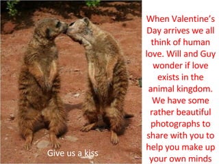 When Valentine’s Day arrives we all think of human love. Will and Guy wonder if love exists in the animal kingdom. We have some rather beautiful photographs to share with you to help you make up your own minds Give us a kiss 