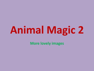 Animal Magic 2
   More lovely images
 