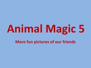 Animal Magic 5
 More fun pictures of our friends
 