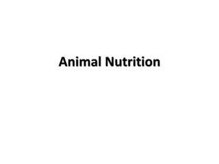 Animal Nutrition
 